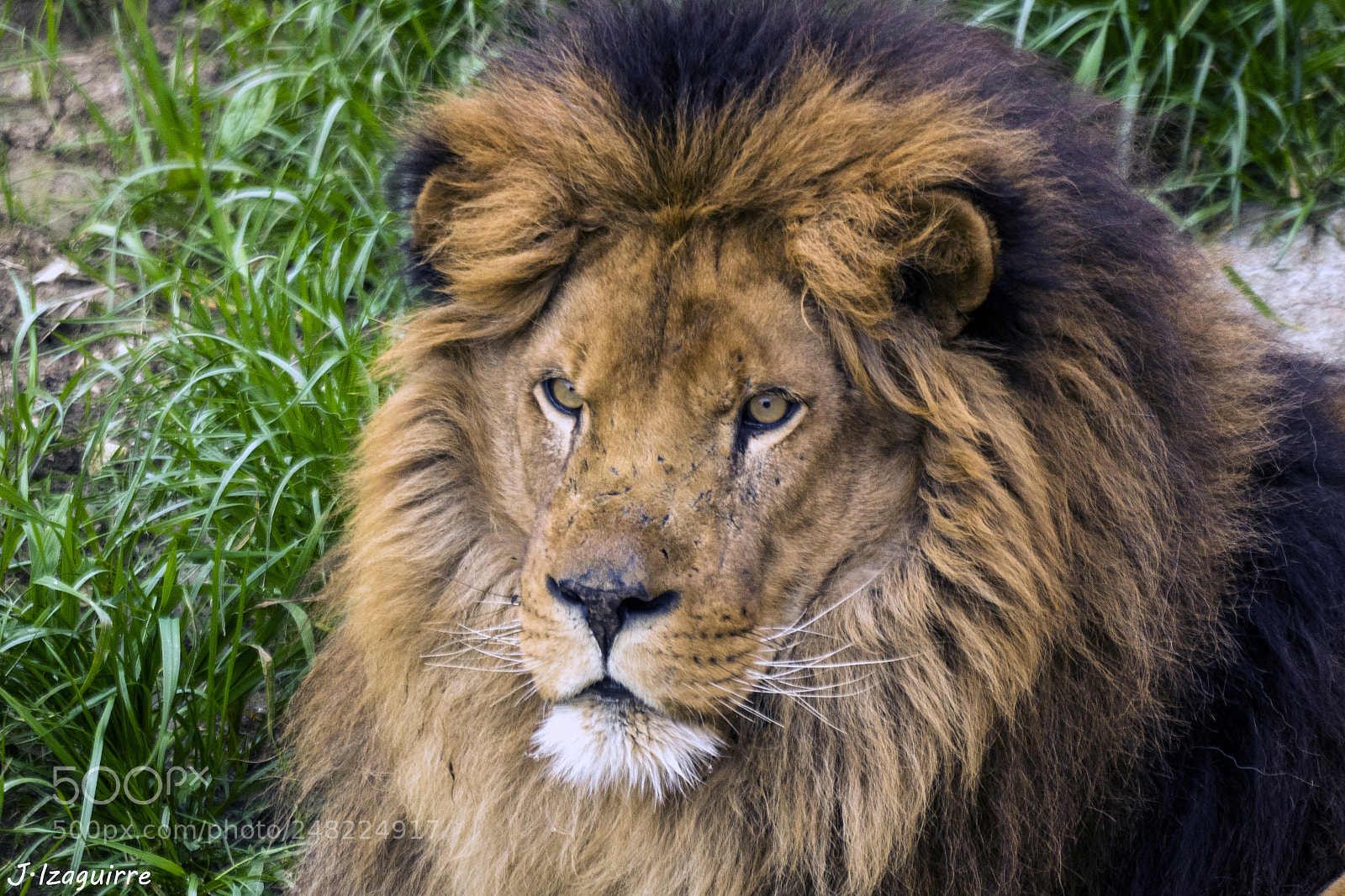 Olympus OM-D E-M1 sample photo. King of the jungle photography