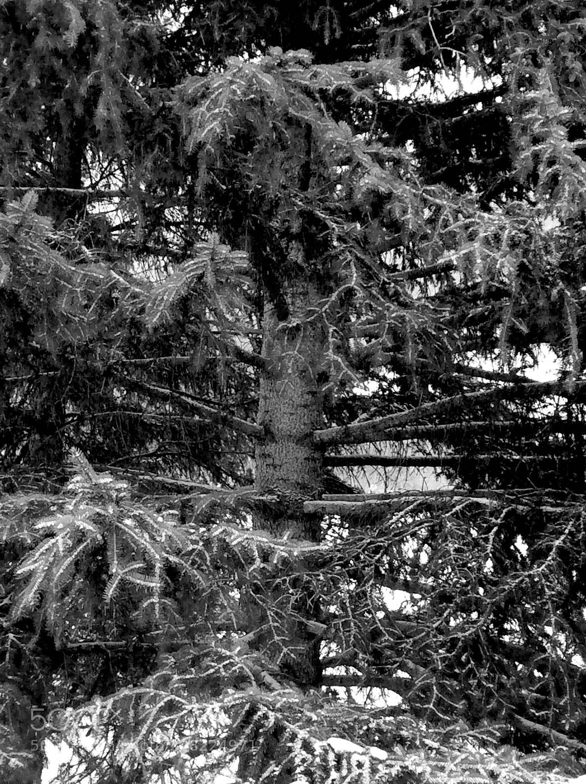 Apple iPad mini 2 sample photo. Tree heart by ryan photography