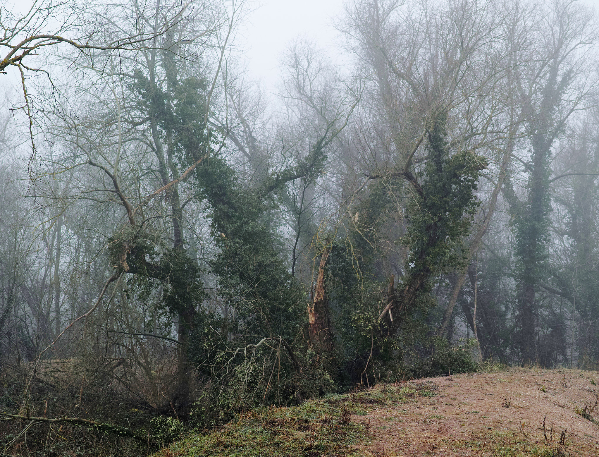 Sigma dp3 Quattro sample photo. Foggy tree trunk photography