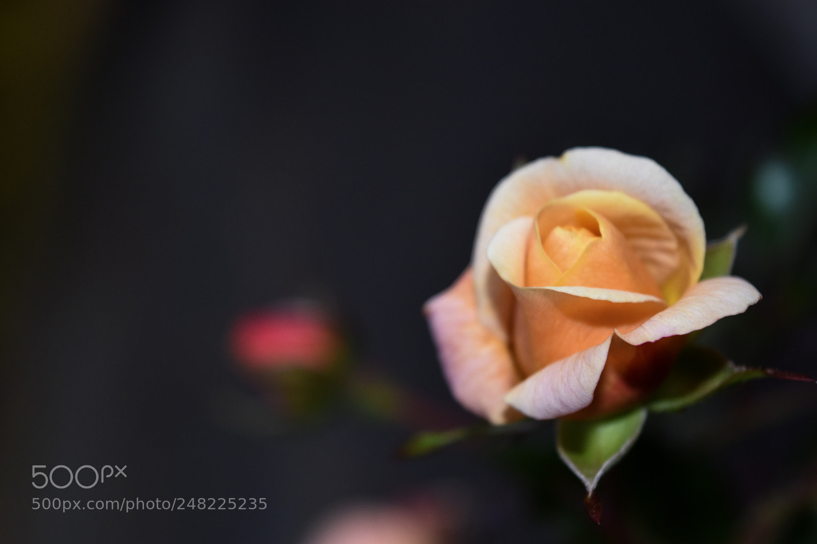 Nikon D5500 sample photo. Untitled photography
