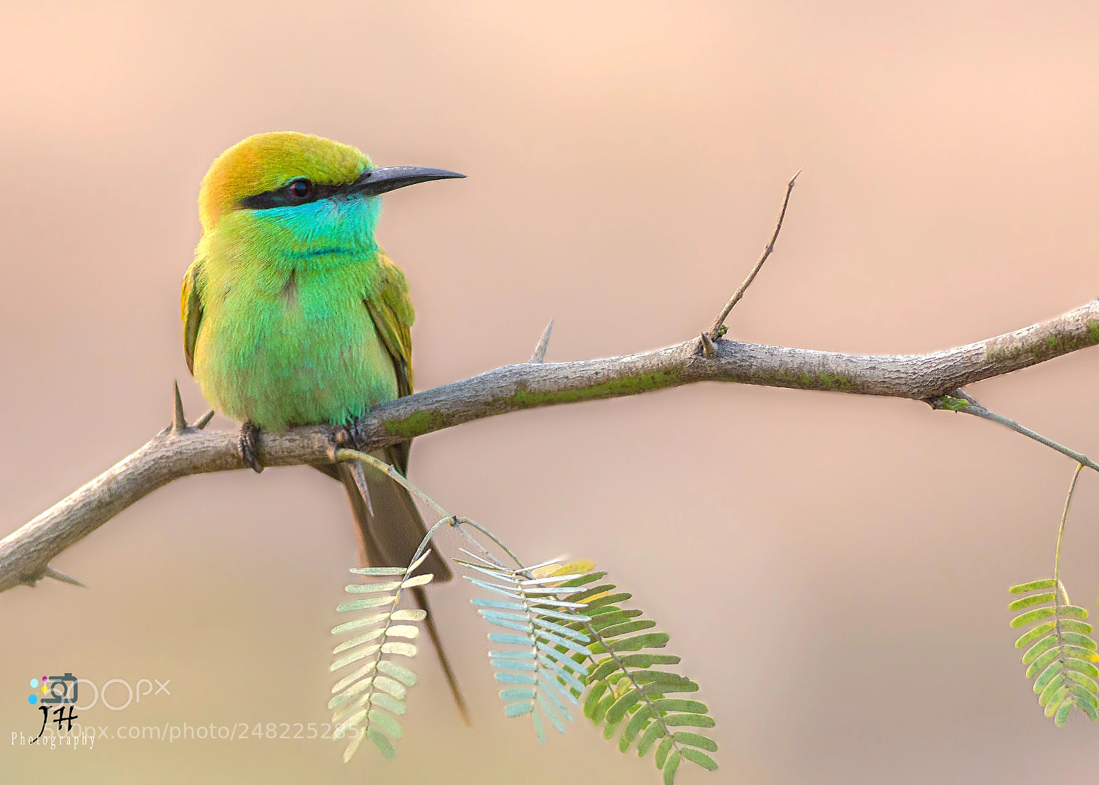 Canon EOS 70D sample photo. Green beeeater photography
