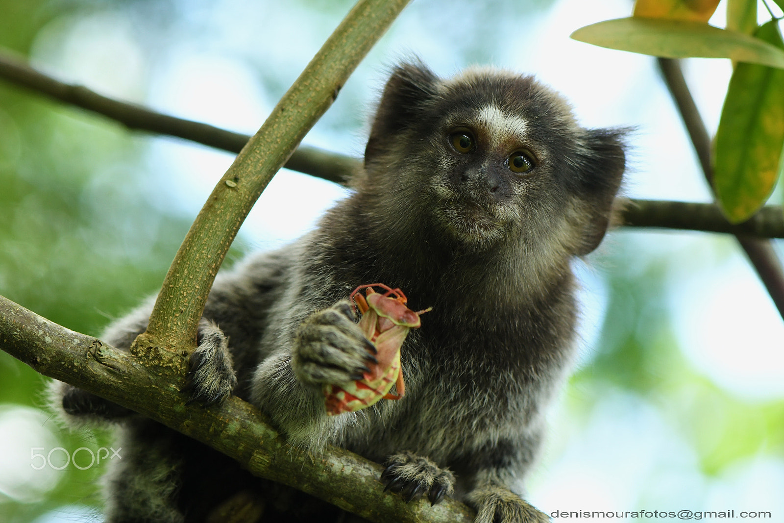 Nikon AF-S Micro-Nikkor 105mm F2.8G IF-ED VR sample photo. Sagui photography