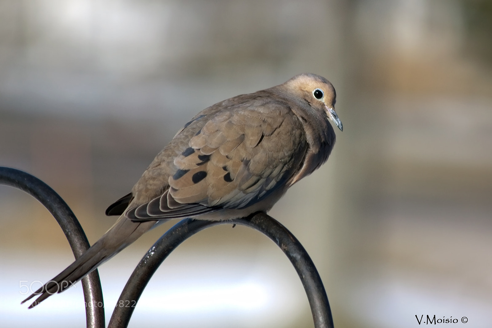 Canon EOS 50D sample photo. Dove photography