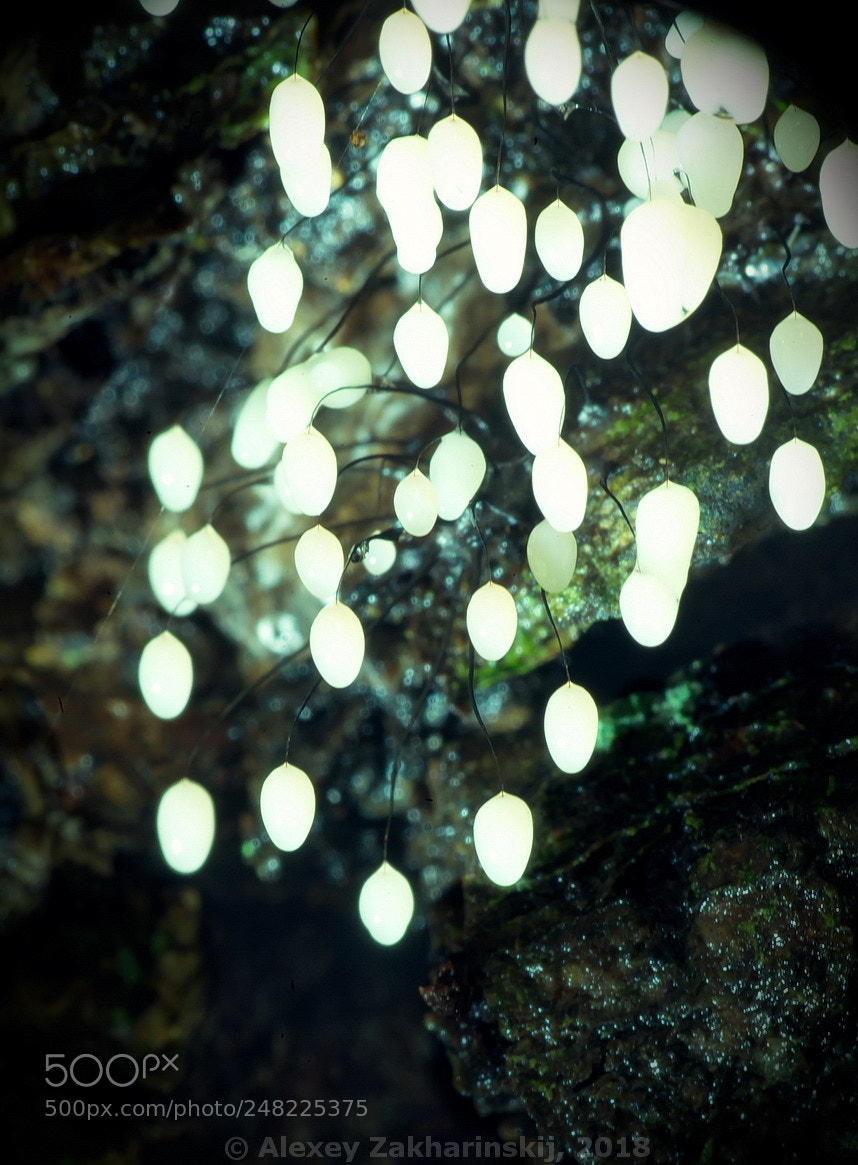 Nikon D700 sample photo. Unknown myxomycete photography