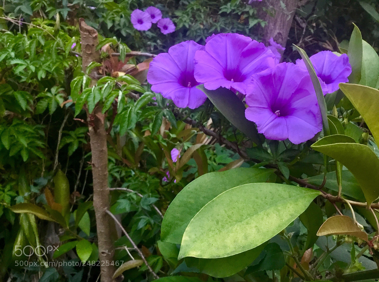 Apple iPad sample photo. The purple trio photography