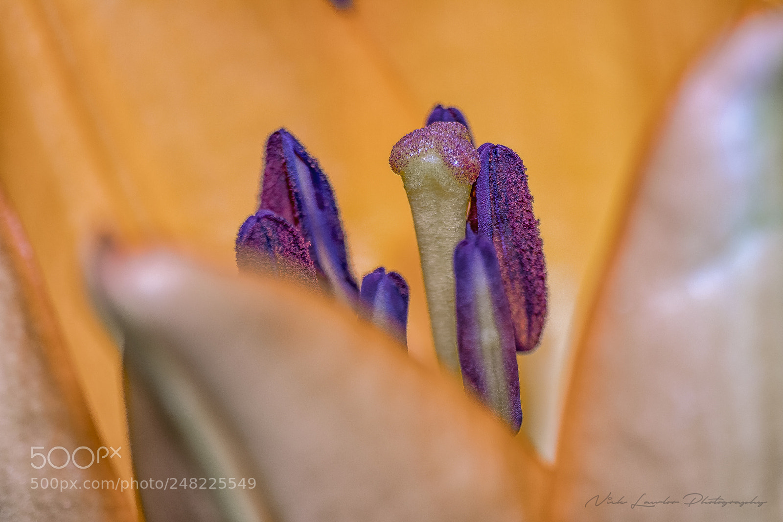 Canon EOS 80D sample photo. Stamen lilly photography
