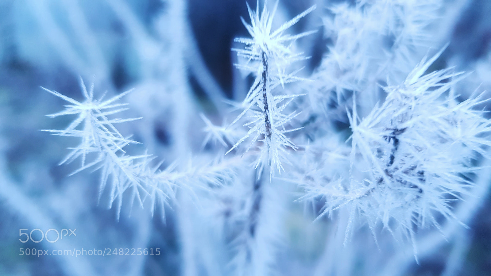 Samsung Galaxy S8 sample photo. Frost attack photography