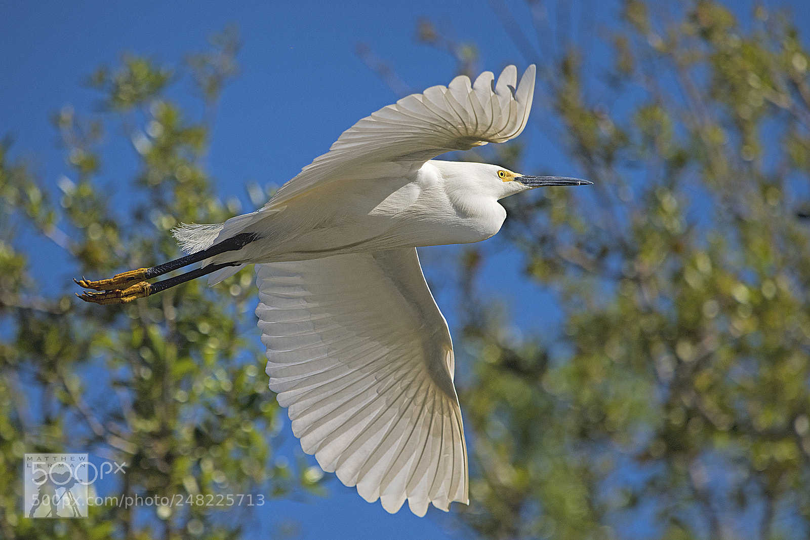 Nikon D810 sample photo. Morning flight  1652 photography
