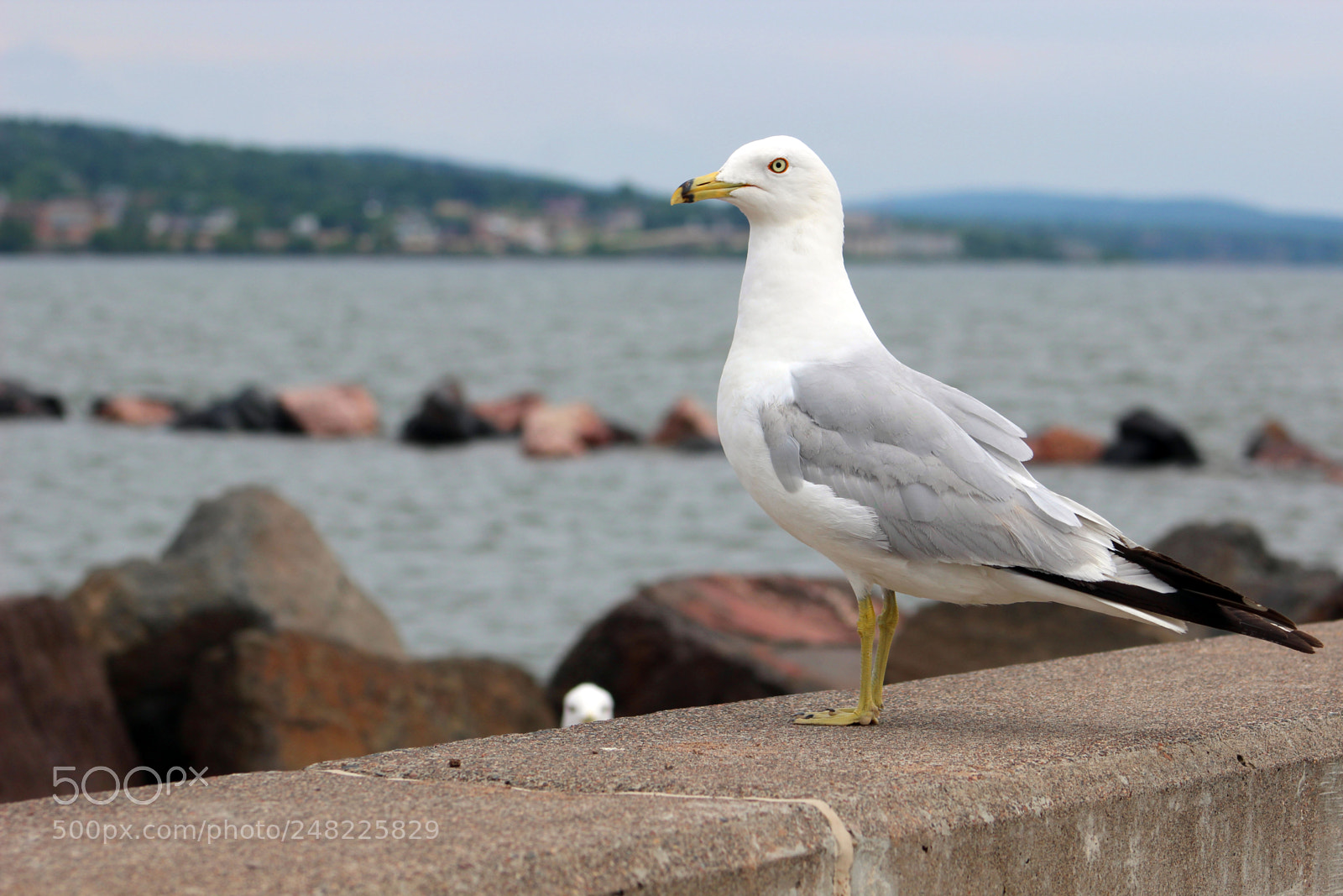 Canon EOS 600D (Rebel EOS T3i / EOS Kiss X5) sample photo. Wut photography