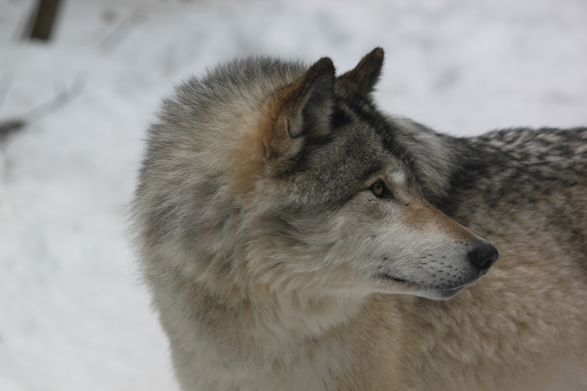Canon EF-S 55-250mm F4-5.6 IS sample photo. Img photography