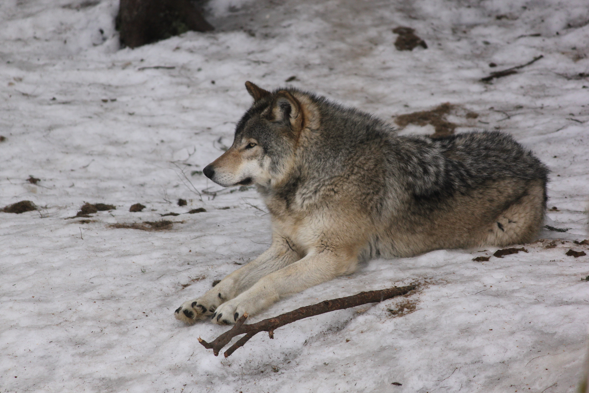Canon EF-S 55-250mm F4-5.6 IS sample photo. Img photography