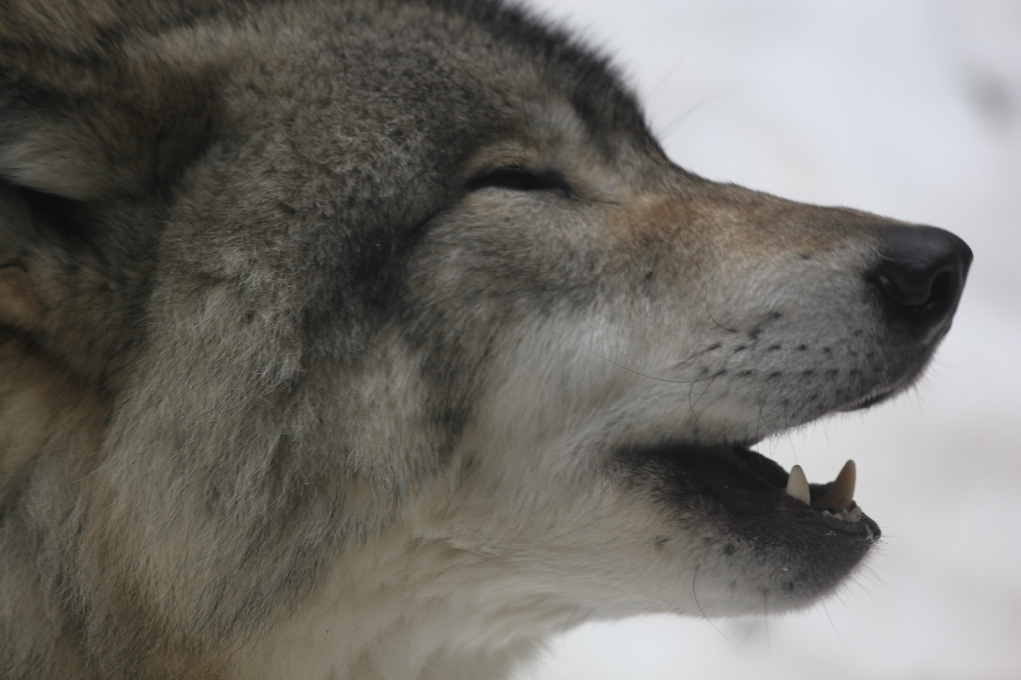 Canon EF-S 55-250mm F4-5.6 IS sample photo. Img photography