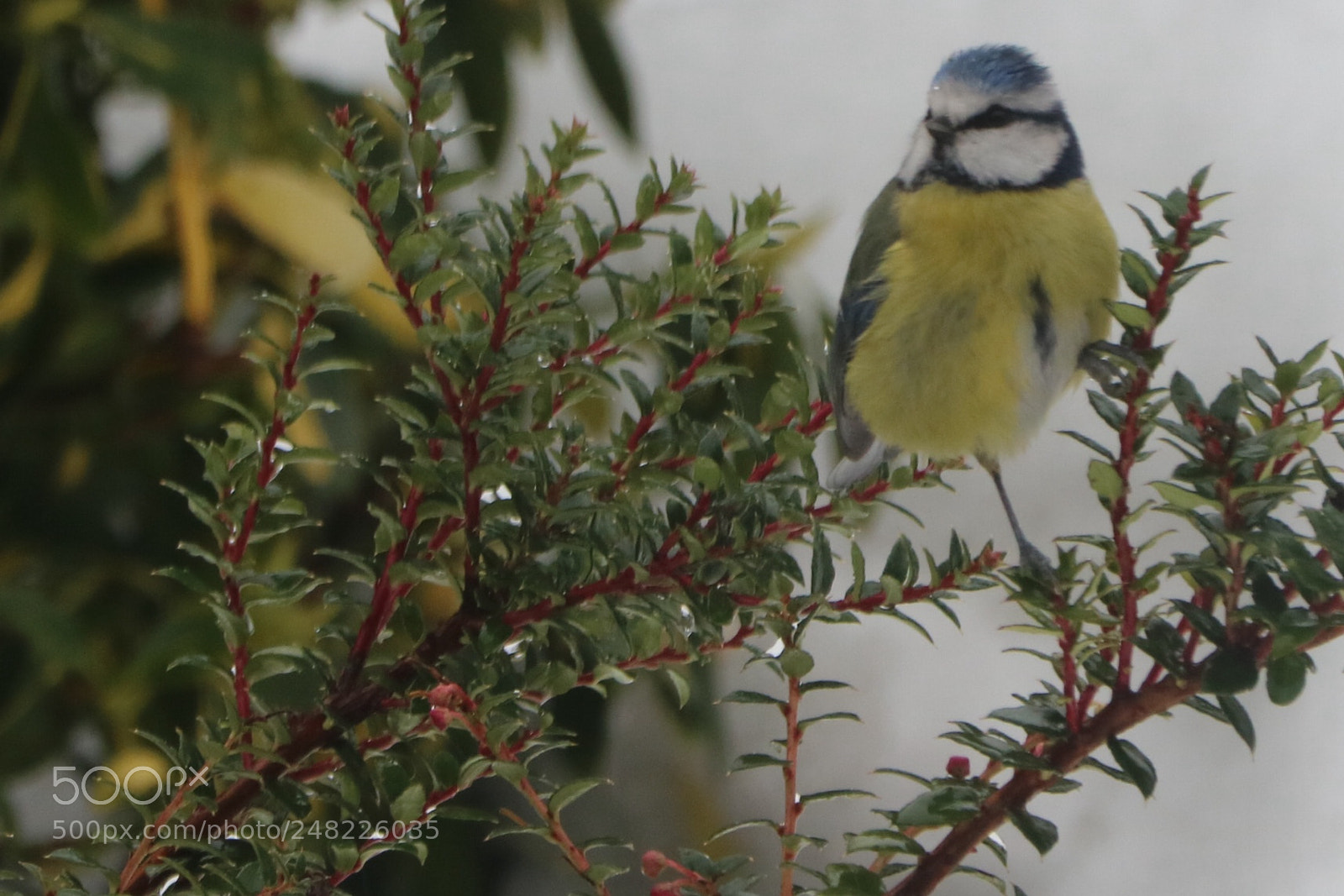 Canon EOS 760D (EOS Rebel T6s / EOS 8000D) sample photo. Blue tit photography