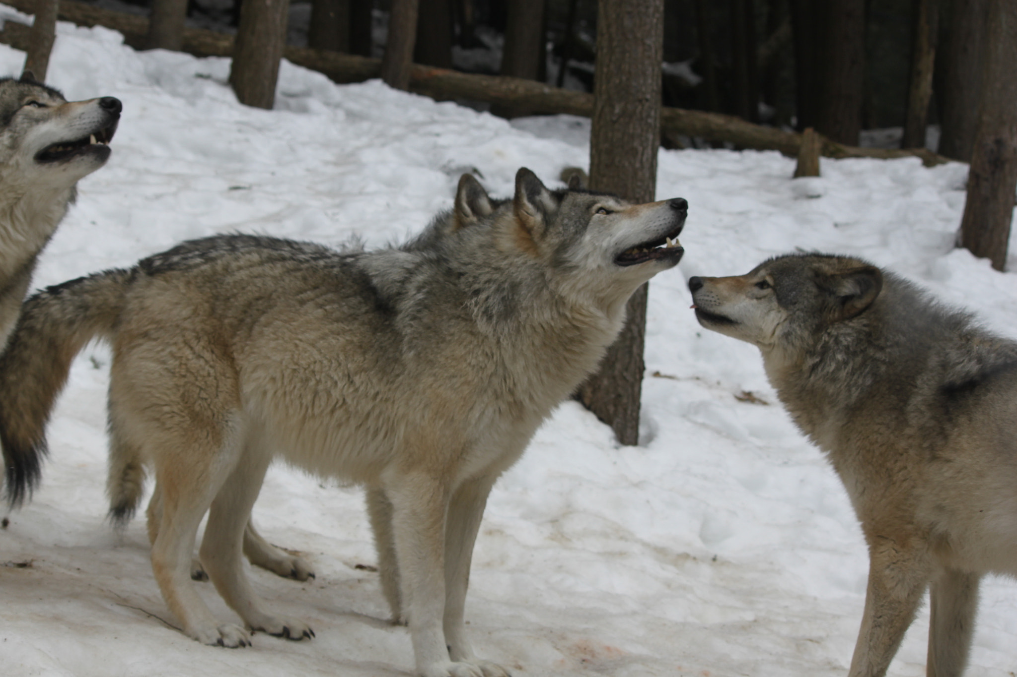 Canon EF-S 55-250mm F4-5.6 IS sample photo. Img photography