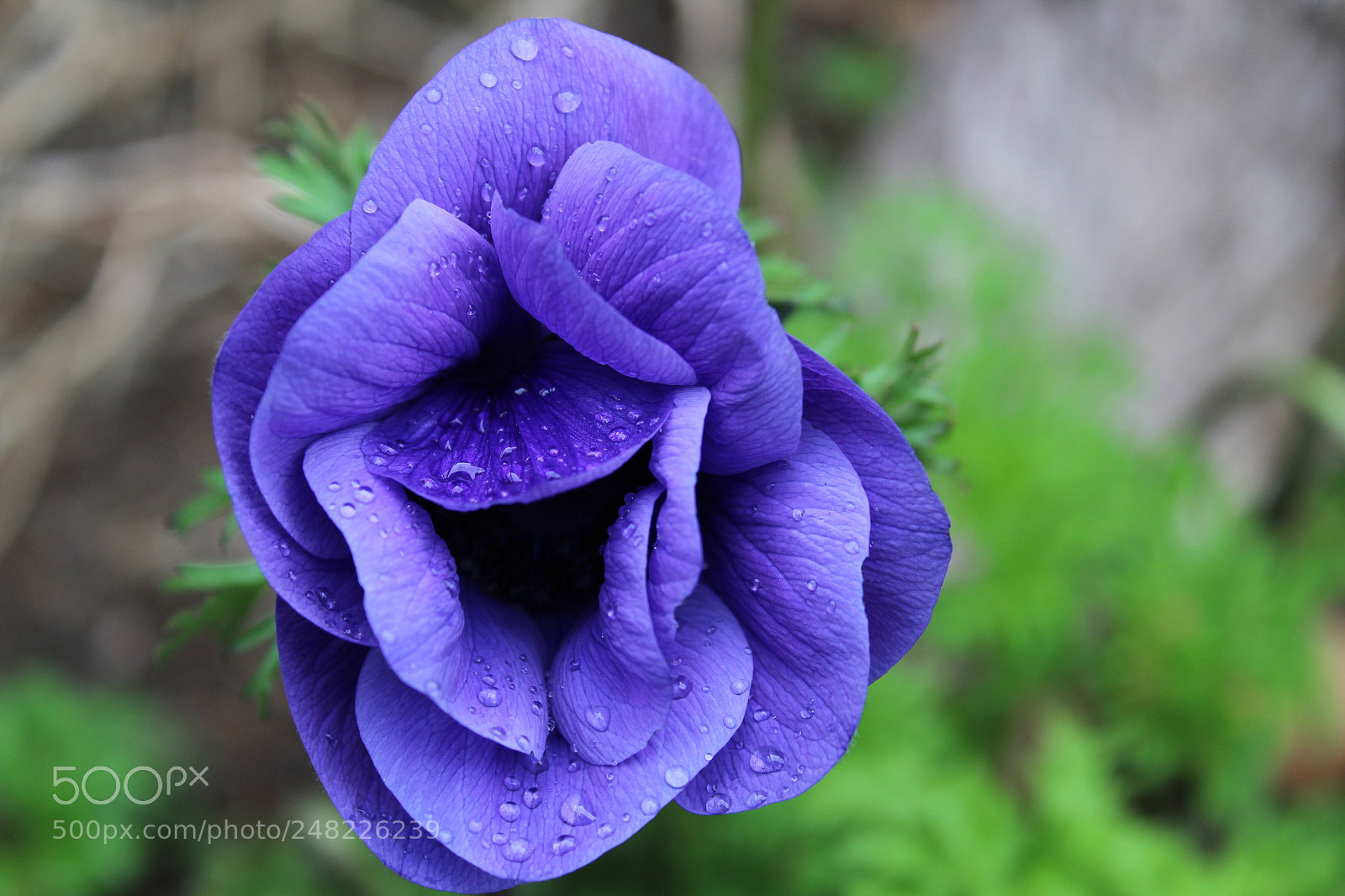Canon EOS 1300D (EOS Rebel T6 / EOS Kiss X80) sample photo. Poppy photography