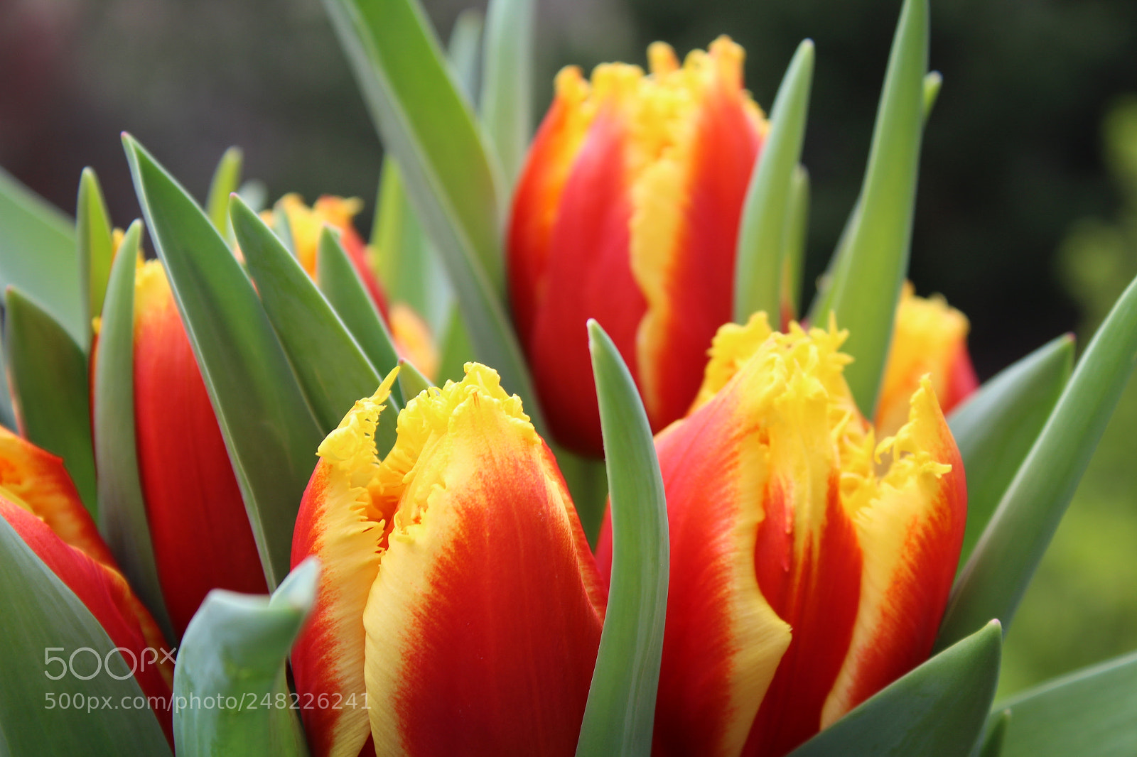 Canon EOS 1300D (EOS Rebel T6 / EOS Kiss X80) sample photo. Tulip flowers photography