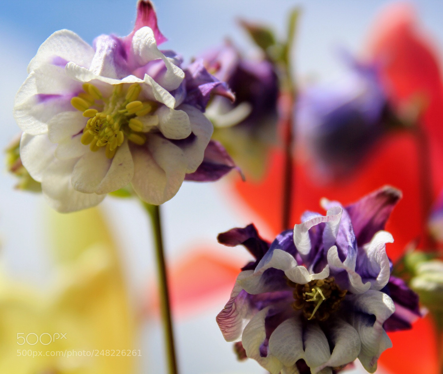 Canon EOS 1300D (EOS Rebel T6 / EOS Kiss X80) sample photo. Columbine flowers photography