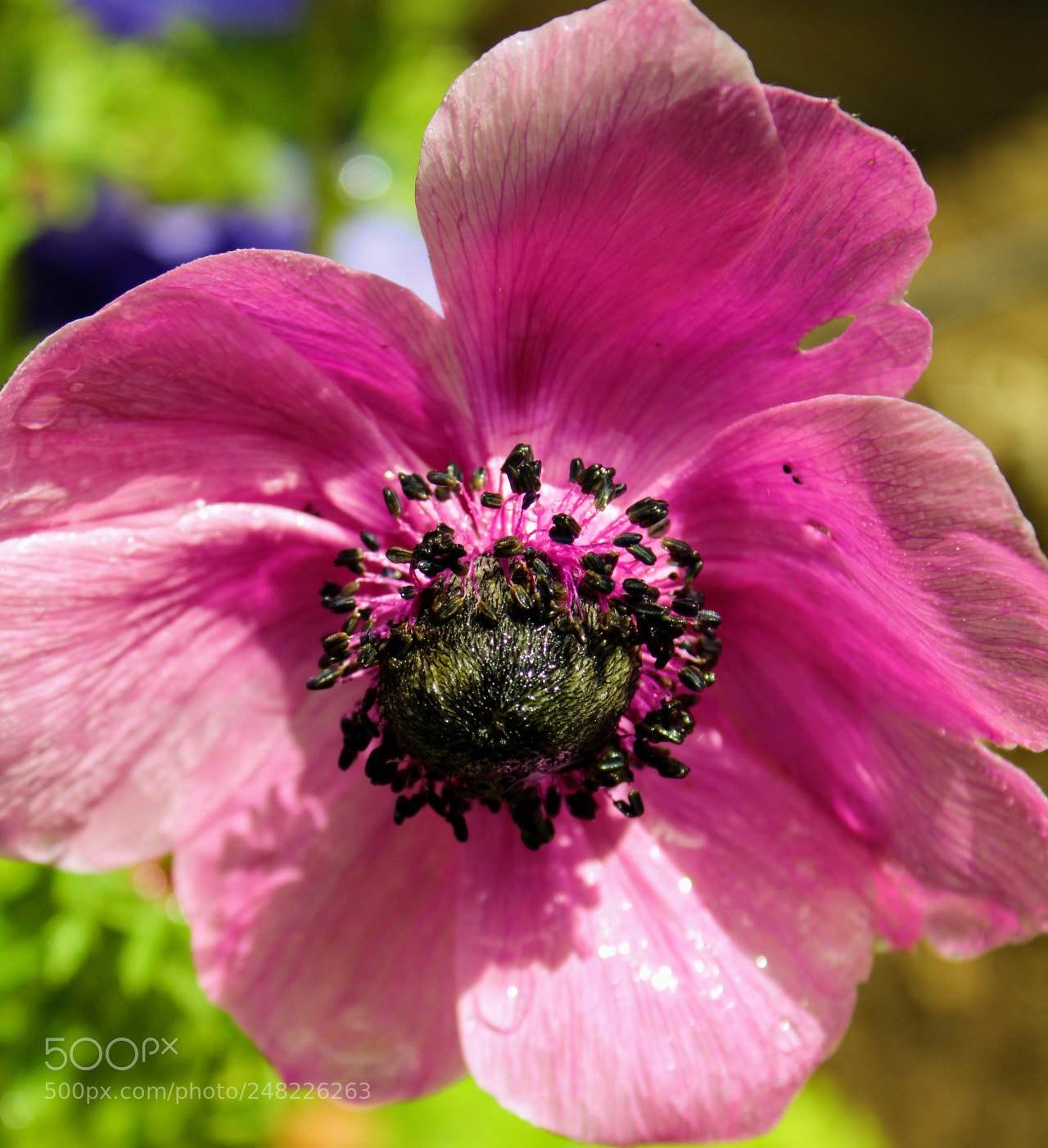 Canon EOS 1300D (EOS Rebel T6 / EOS Kiss X80) sample photo. Pink poppy photography