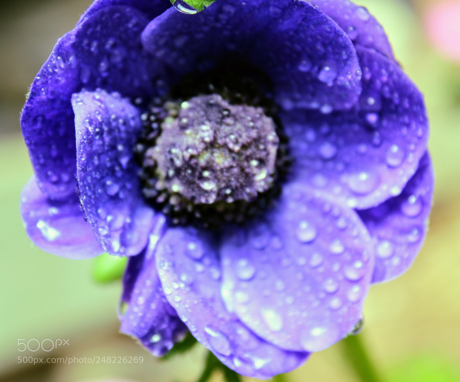 Canon EOS 1300D (EOS Rebel T6 / EOS Kiss X80) sample photo. Purple poppy photography