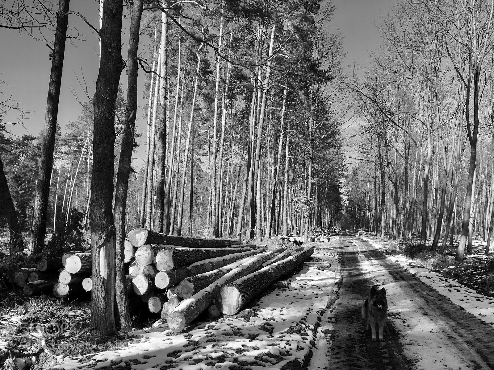 Apple iPhone SE sample photo. In the forest photography