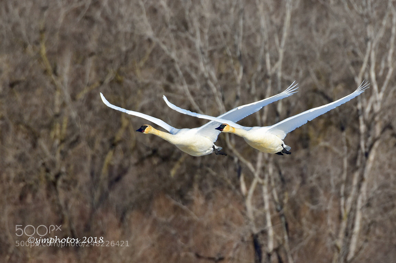 Nikon D7200 sample photo. Trumpeter swans in flight photography