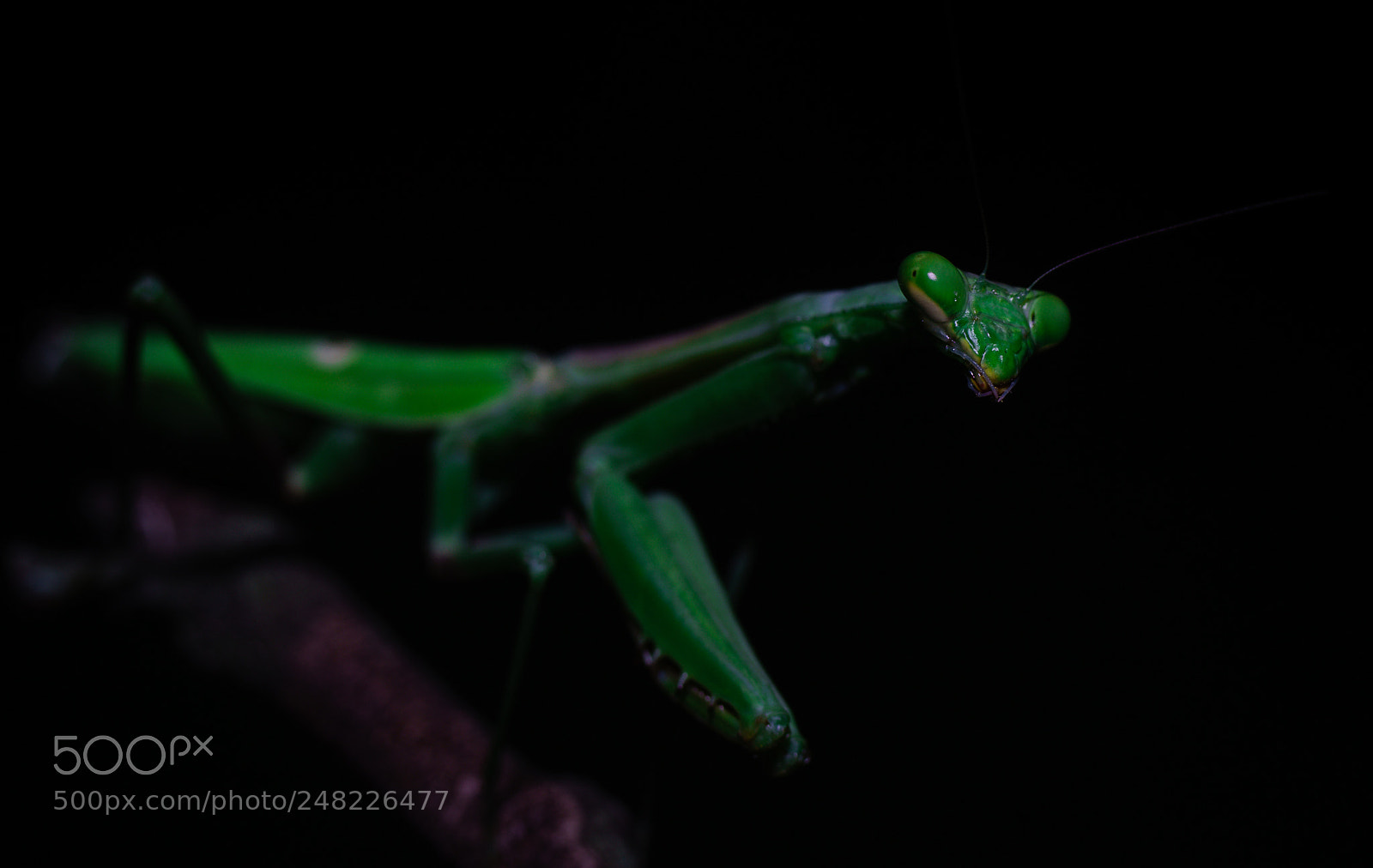 Sony SLT-A99V sample photo. Mantis photography