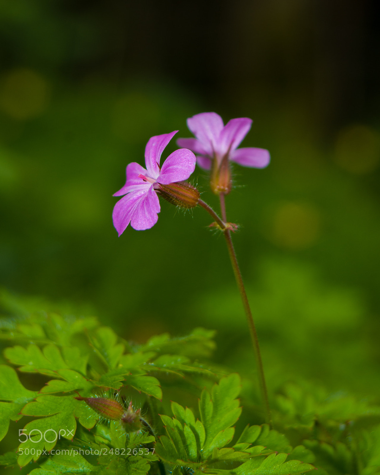 Pentax K20D sample photo. Pretty pink petals photography