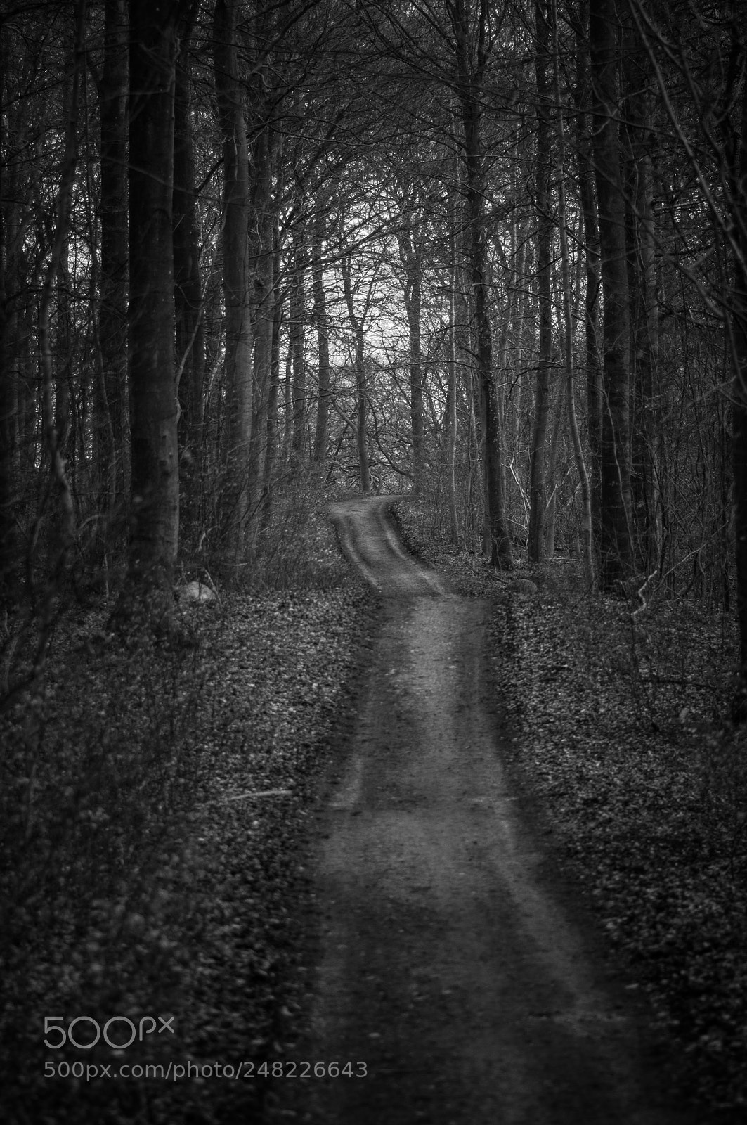 Nikon D90 sample photo. Road to unknown photography