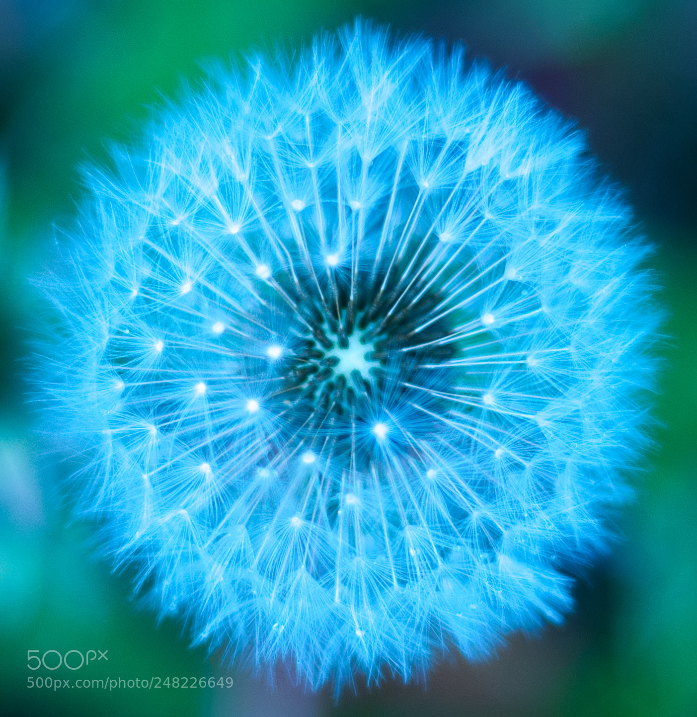 Nikon D90 sample photo. Dandelion photography
