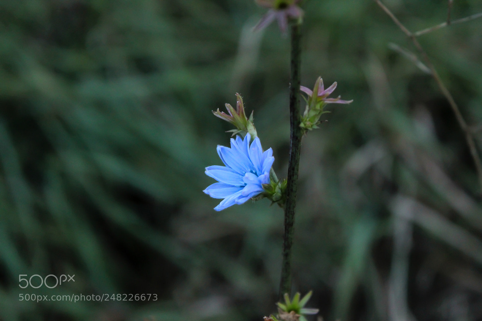 Canon EOS 550D (EOS Rebel T2i / EOS Kiss X4) sample photo. Img photography