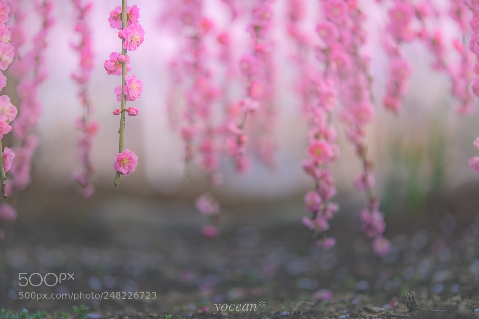 Sony a7 II sample photo. 枝垂れ梅 photography