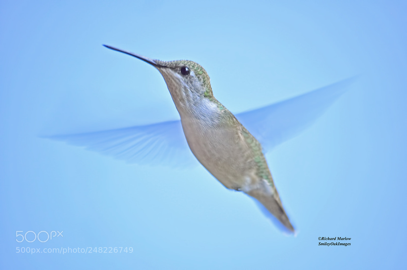 Nikon D5000 sample photo. Hummingbird photography
