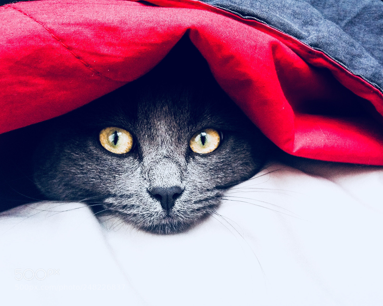 Apple iPhone 4 sample photo. Freya, my dear cat photography