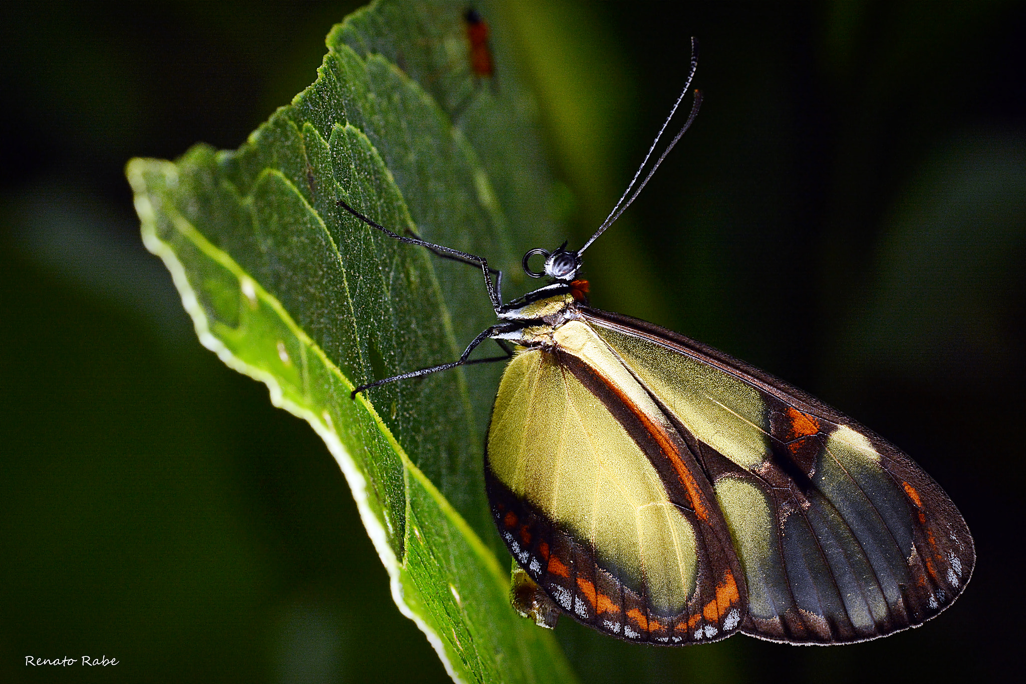 Nikon D5200 + Sigma 105mm F2.8 EX DG OS HSM sample photo