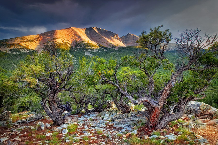 Canon EOS-1Ds sample photo. Mountain mahogeny and wheeler peak at sunset. great basin national park, nevada photography