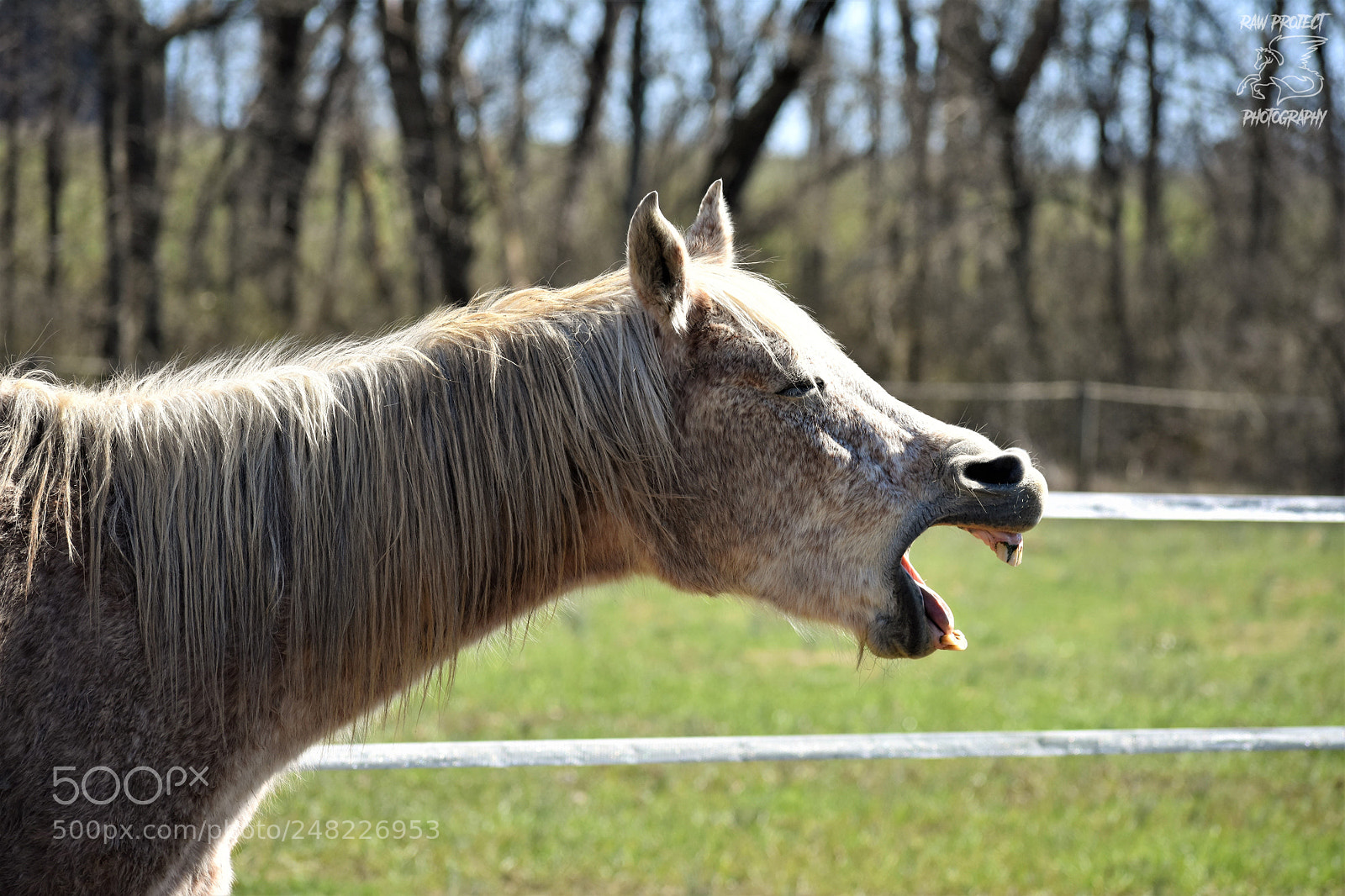 Nikon D3400 sample photo. Lacy funny face photography