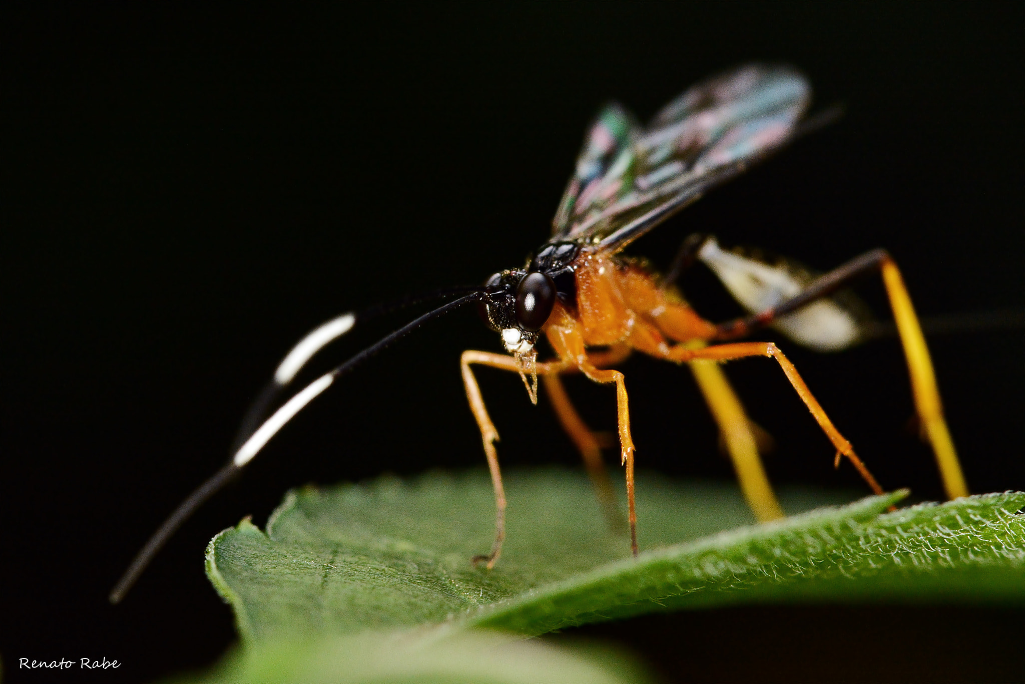 Nikon D5200 + Sigma 105mm F2.8 EX DG OS HSM sample photo