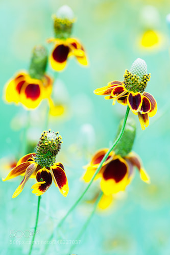 Nikon D90 sample photo. Texas wild flowers photography