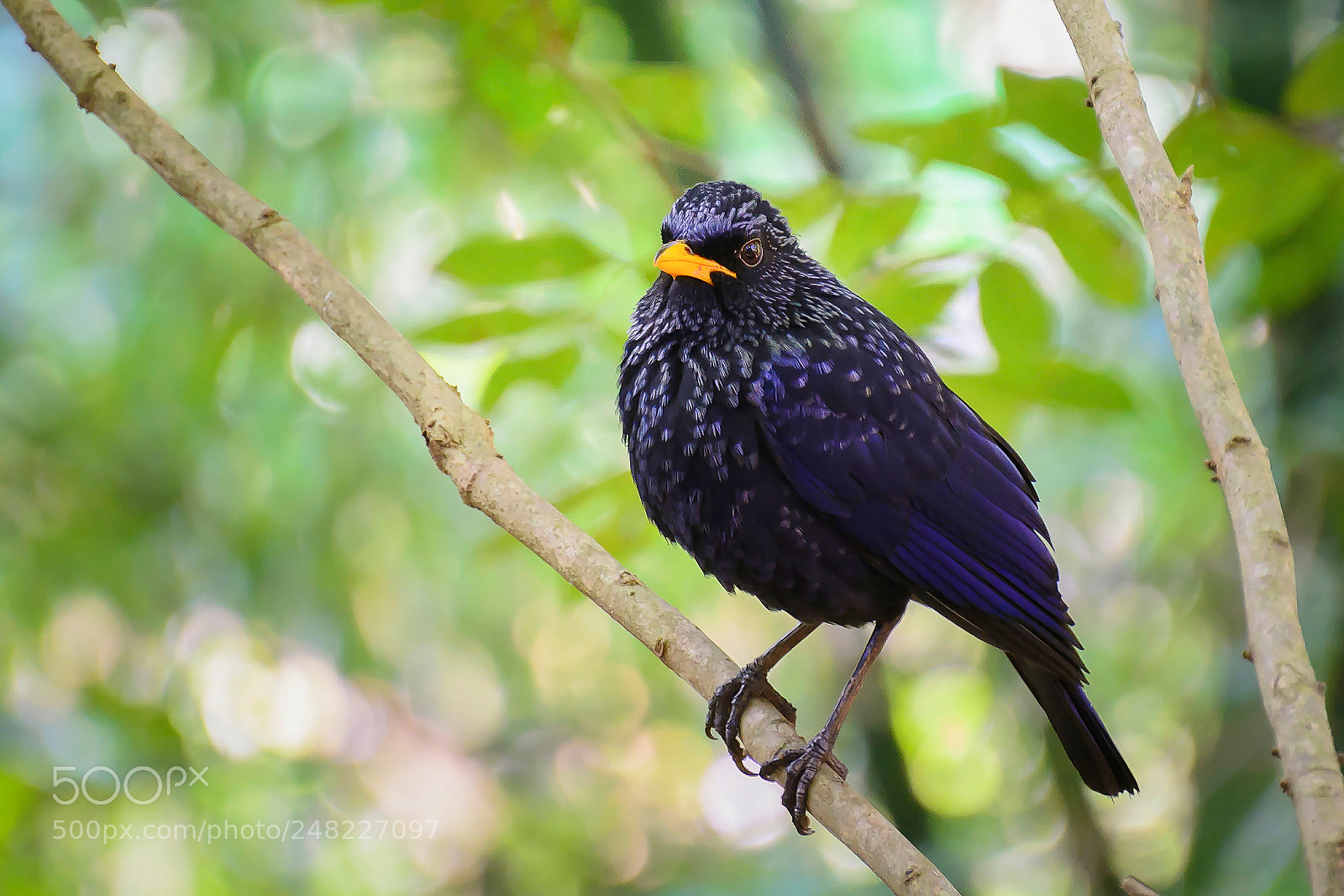 Nikon D7100 sample photo. Blue whistling thrush photography