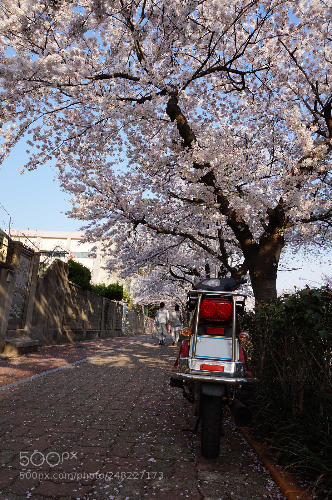 Sony Alpha NEX-3N sample photo. Cherry blossom at jinhae photography