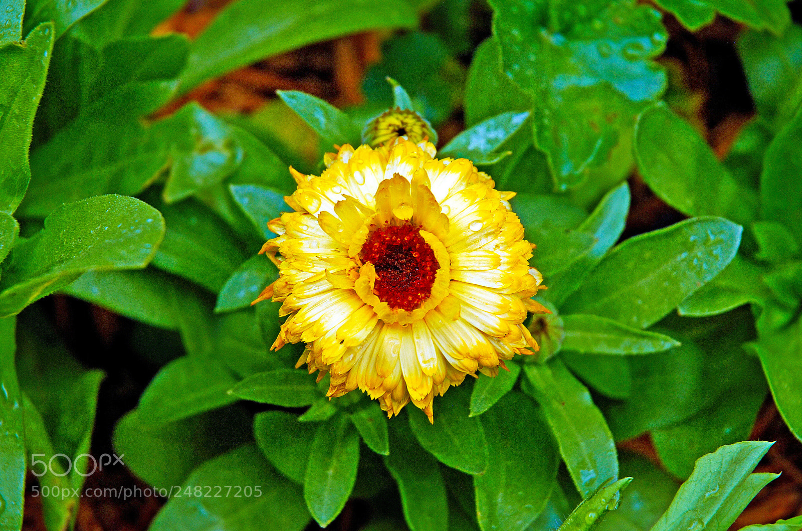 Nikon D200 sample photo. Yellow mum photography