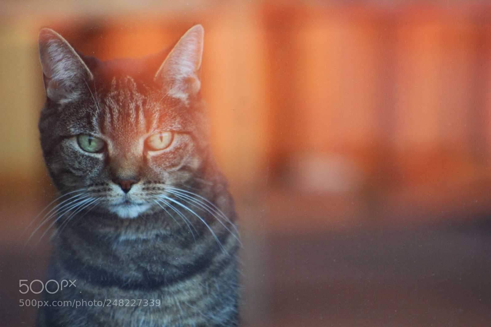 Canon EOS 600D (Rebel EOS T3i / EOS Kiss X5) sample photo. Lemme out! photography