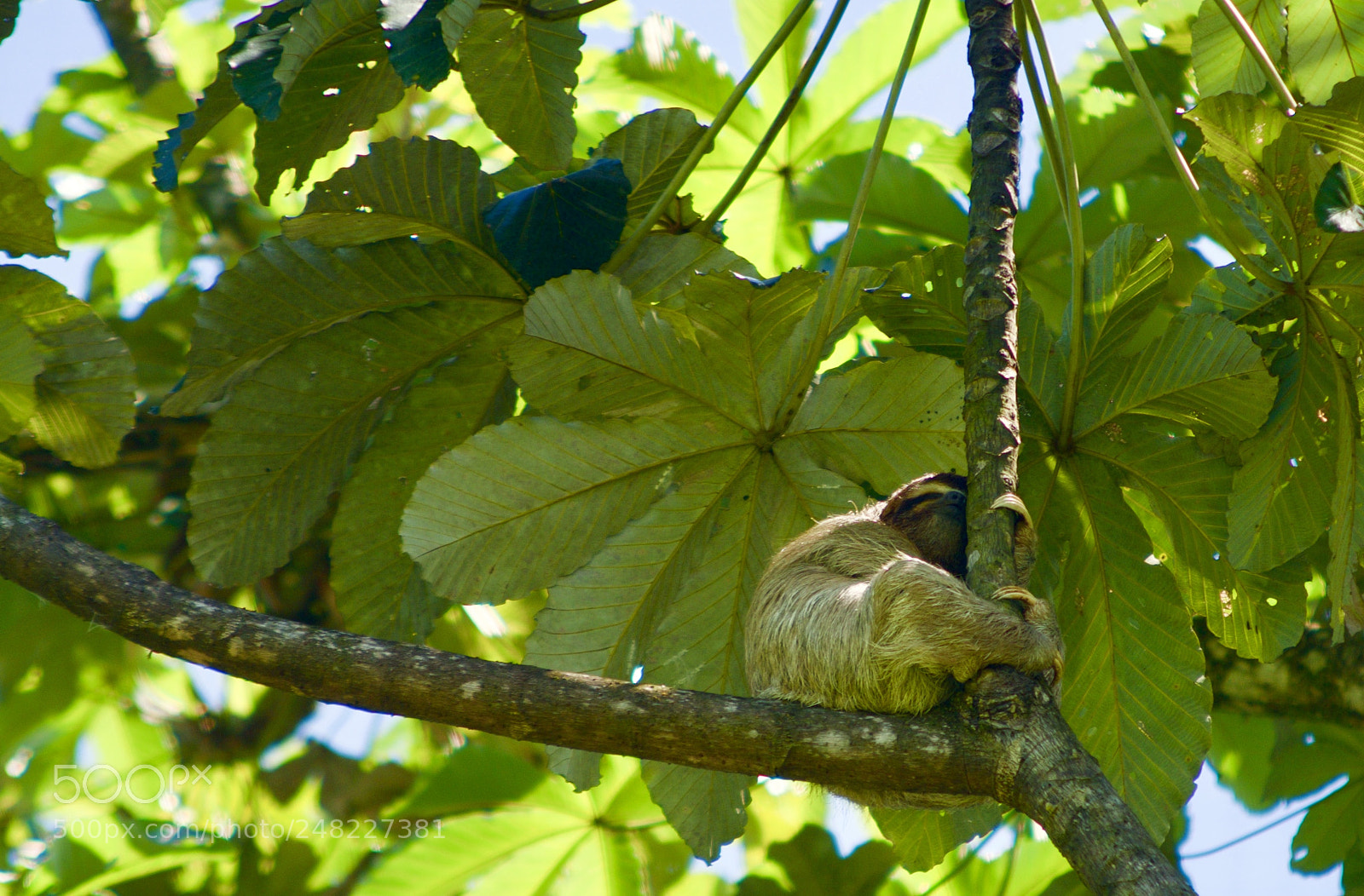 Pentax K-50 sample photo. Sloth photography