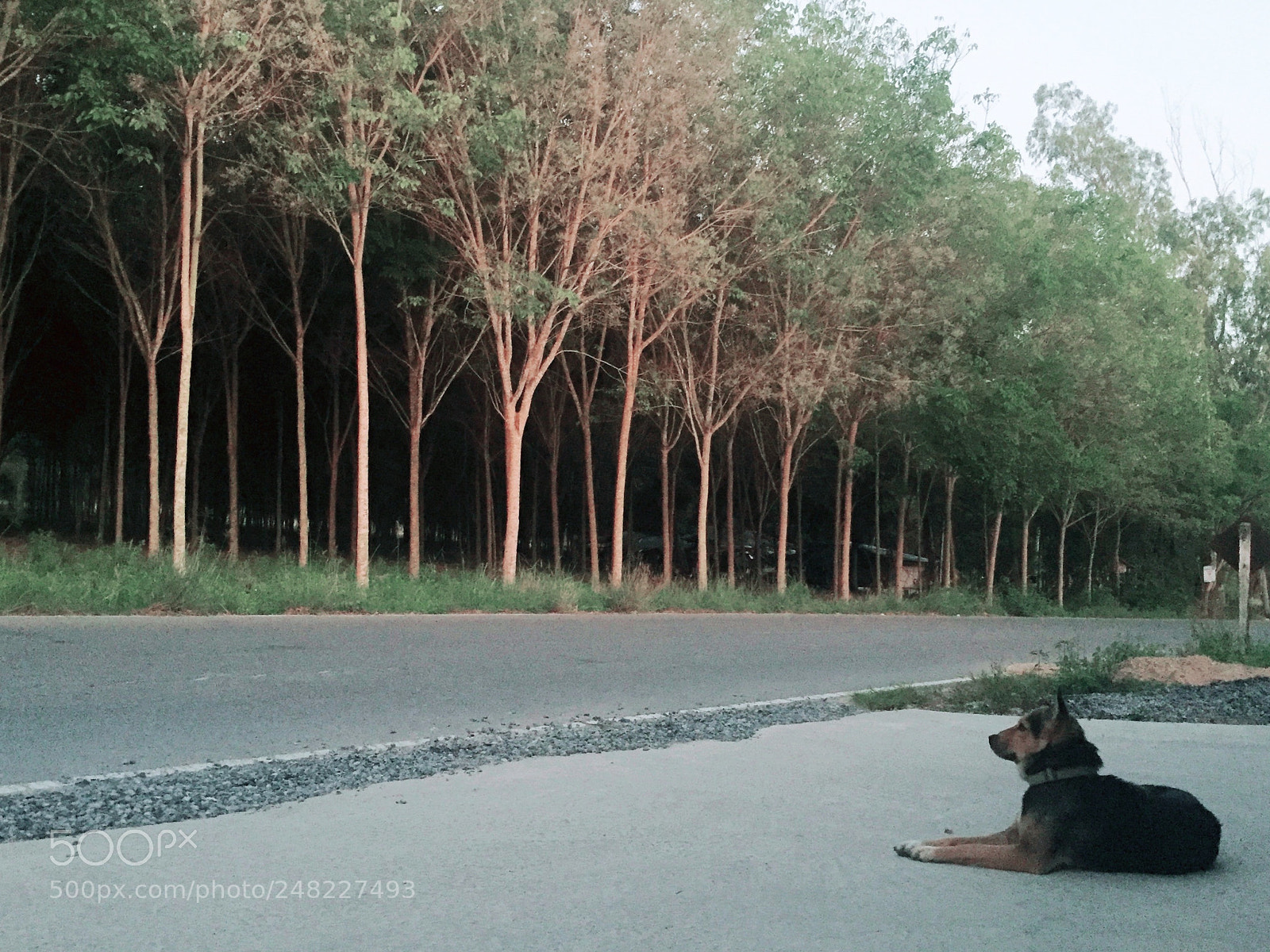 Apple iPhone 6 sample photo. ออเจ้าดำมีชมบรรยากาศด้วยเจ้าคะ photography