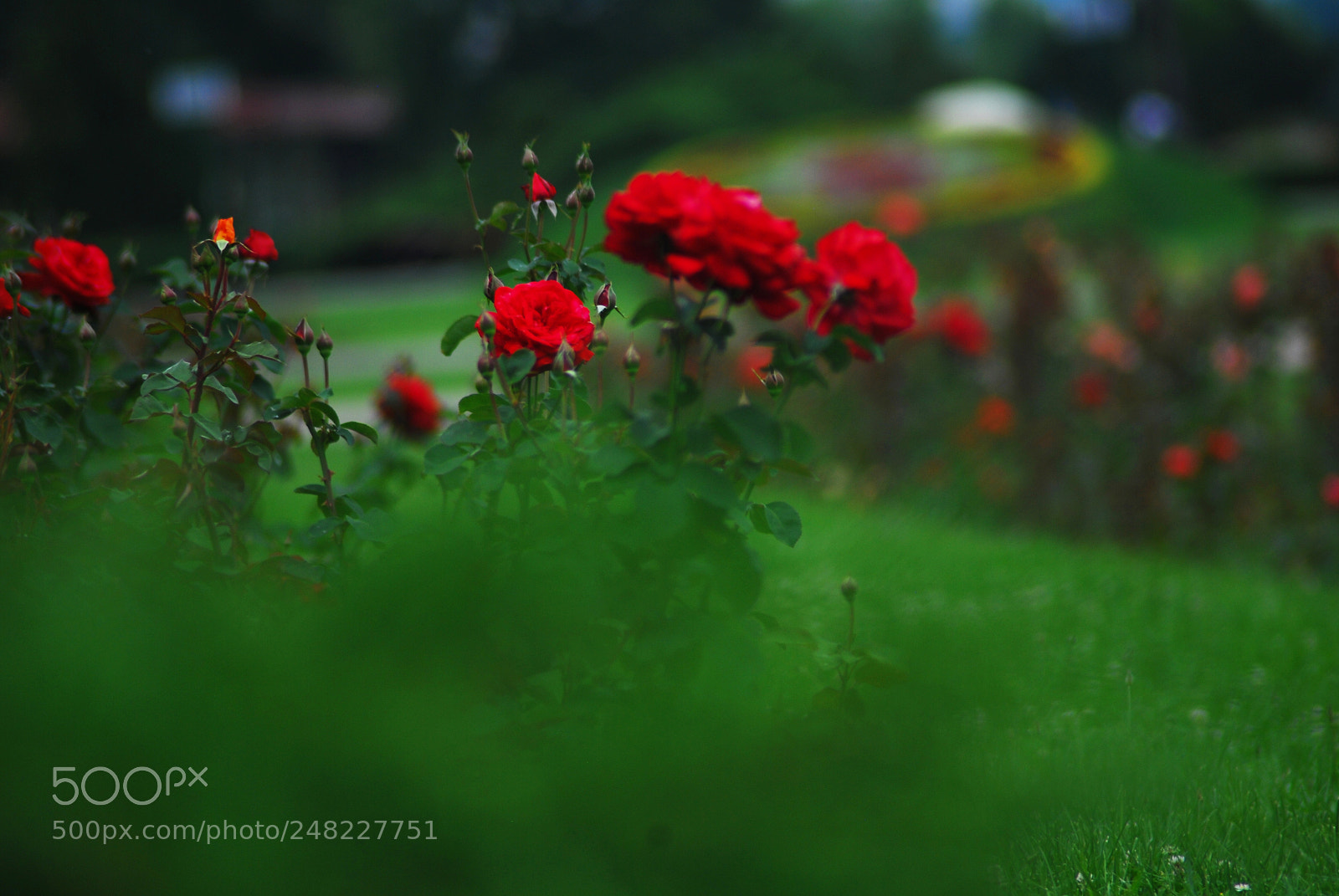 Nikon D40X sample photo. Rose garden photography