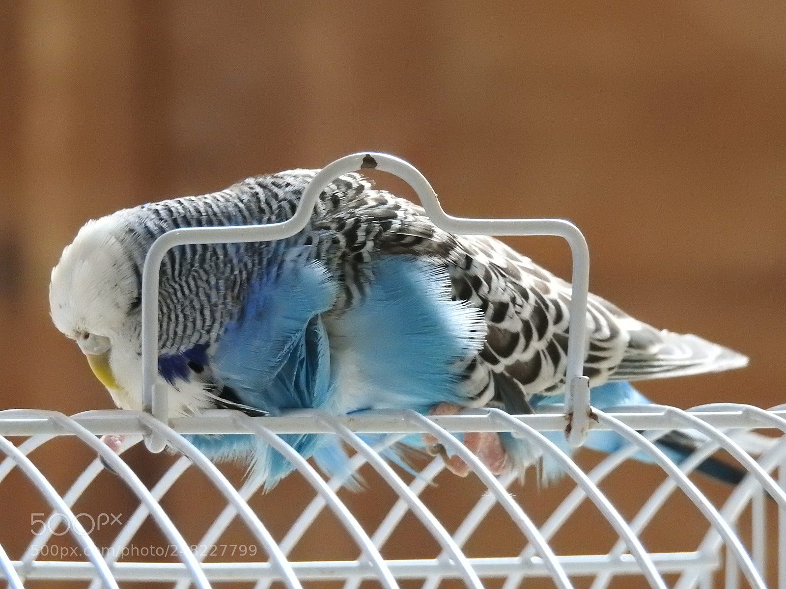 Nikon Coolpix P900 sample photo. The budgerigar photography