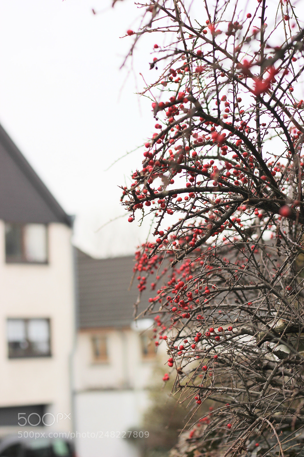 Canon EOS 550D (EOS Rebel T2i / EOS Kiss X4) sample photo. Untitled photography
