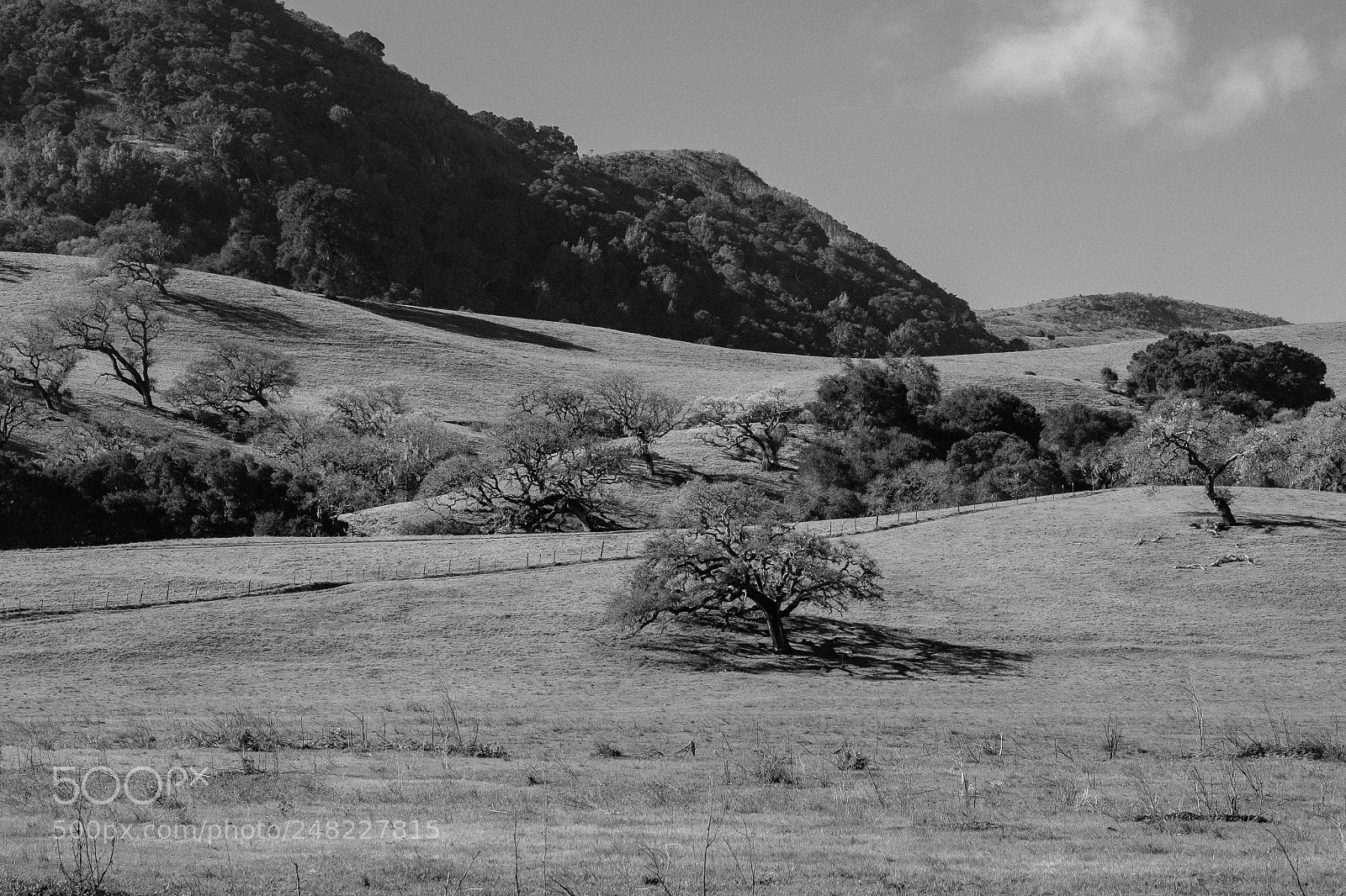 Fujifilm X-T2 sample photo. Oak trees photography