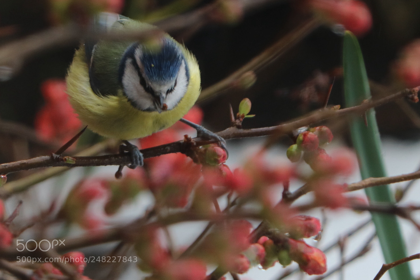 Canon EOS 760D (EOS Rebel T6s / EOS 8000D) sample photo. Primary colours photography