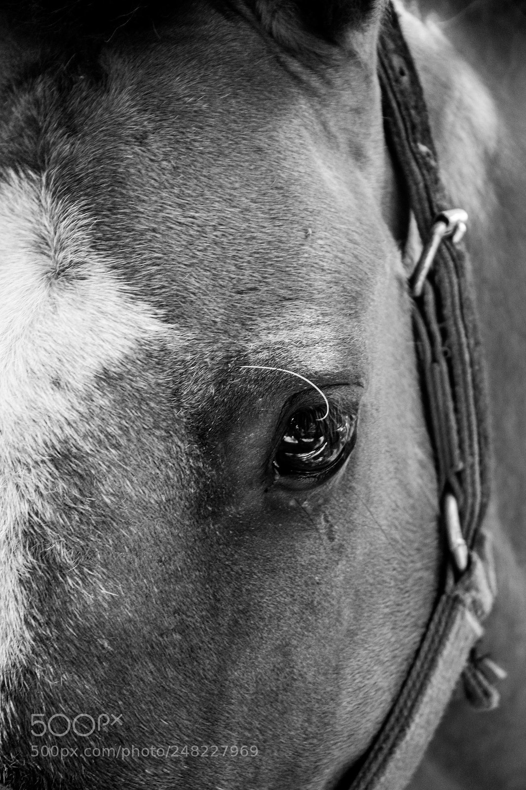 Canon EOS 600D (Rebel EOS T3i / EOS Kiss X5) sample photo. Eyes photography